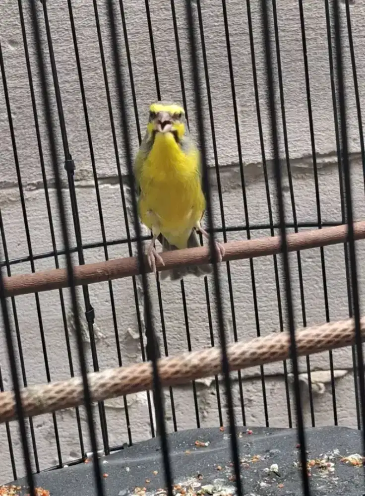 Burung mozambik jantan gacor ngerol