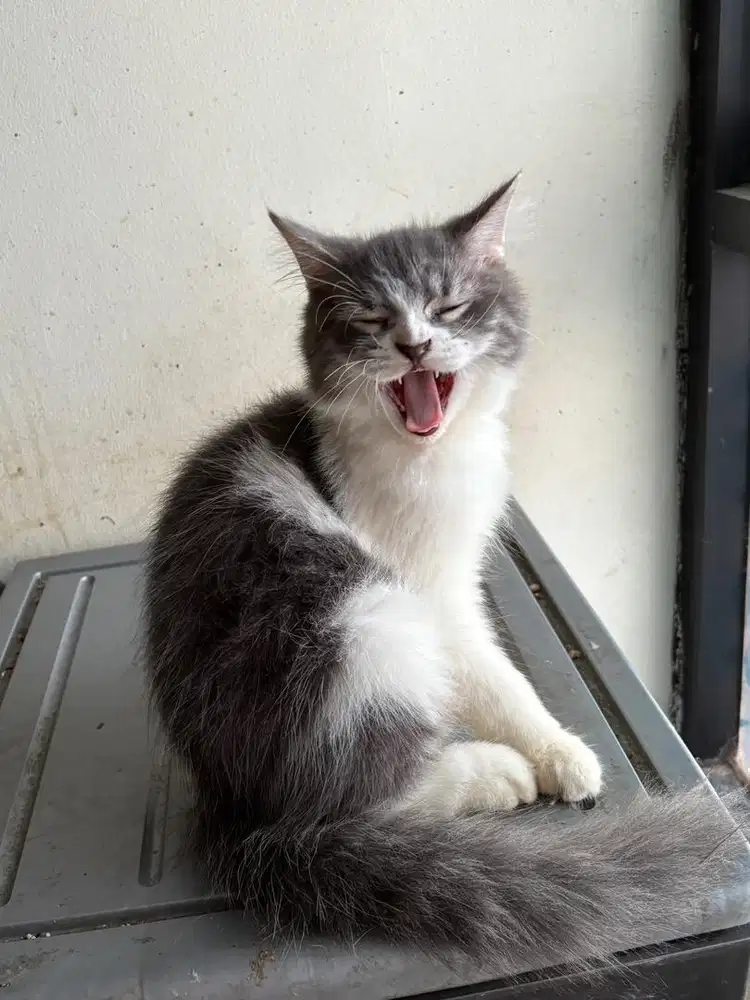 Kucing ras bsh mix persia jantan