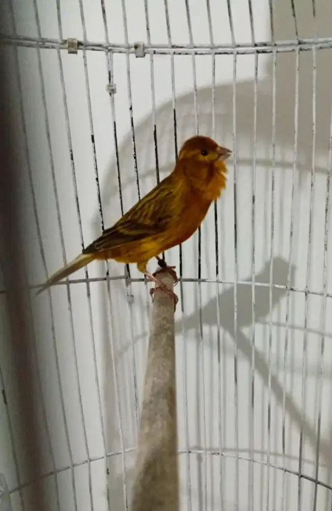 Burung Kenari Hybrid GACOR DORR