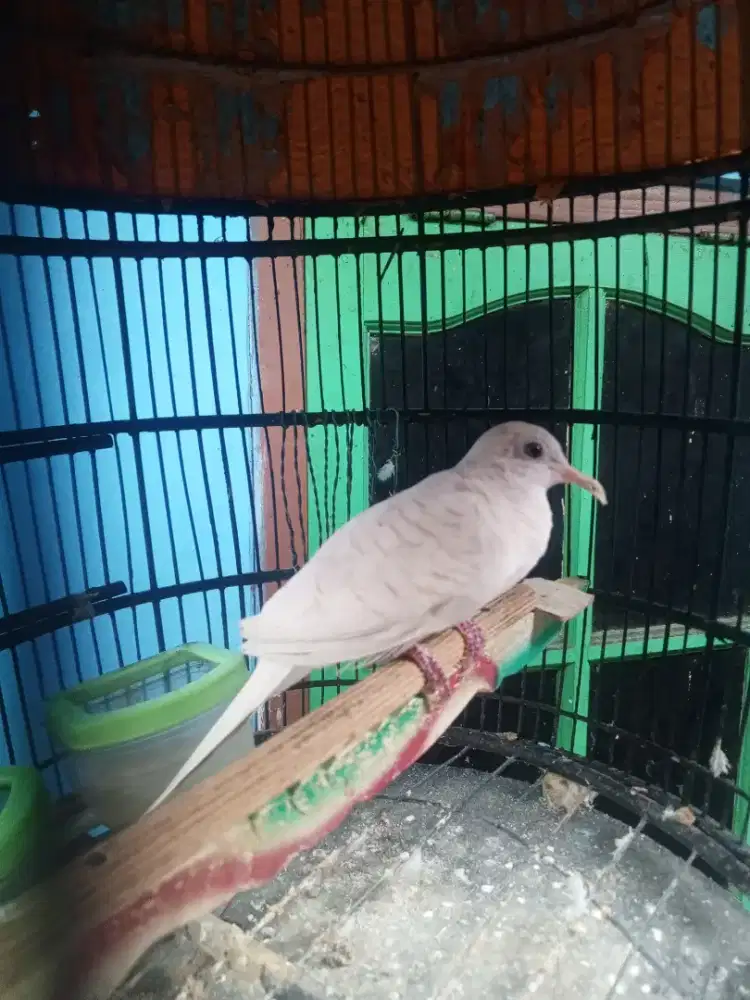 Perkutut putih lurik sama kandang