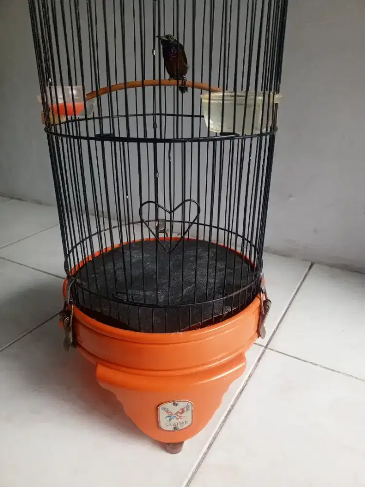Kandang sazime kama burung kecil