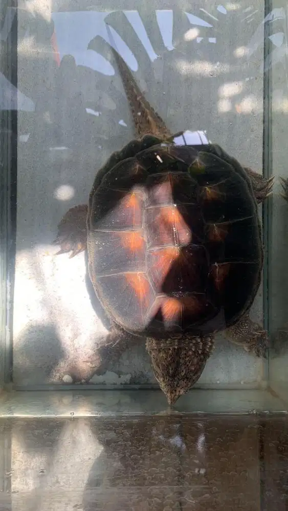 Kura kura Common snaping turtle