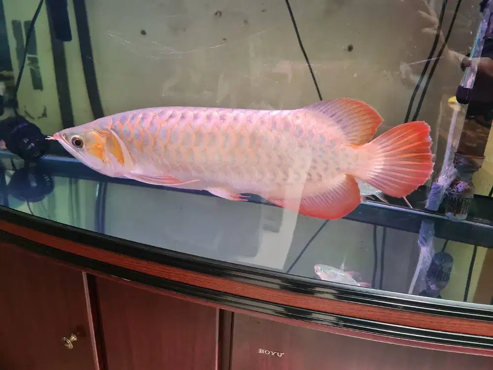 Jual Arwana SR FullSet