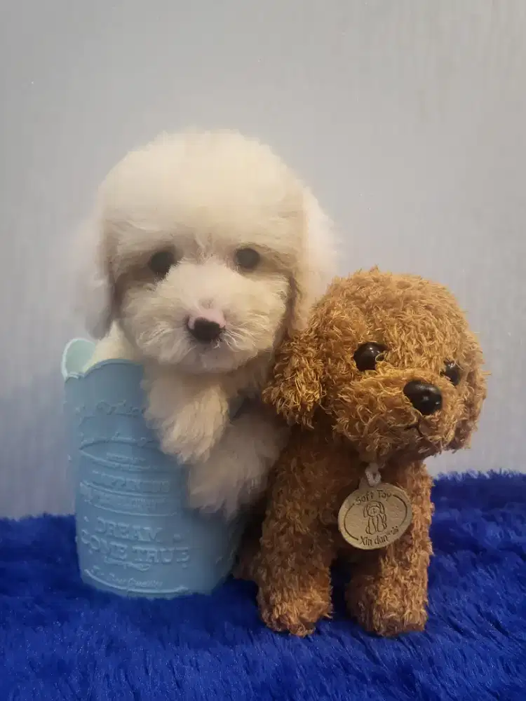 Top Quality party tiny poodle