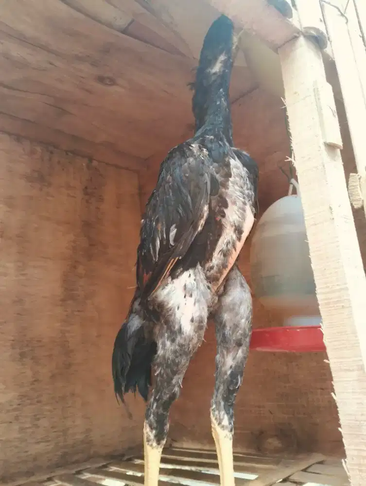 Ayam Shampo Eropa Umur 4 bulan