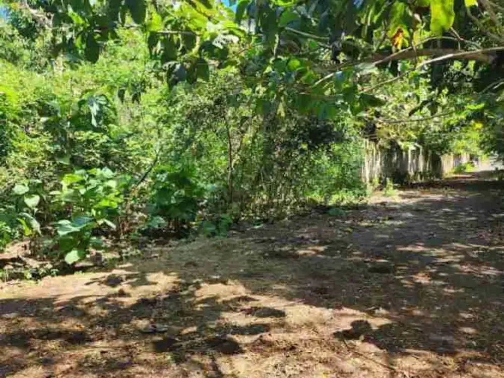 dijual tanah 50 are IDR 500 juta per are di Belimbingsari Pecatu Kuta Selatan Badung Bali