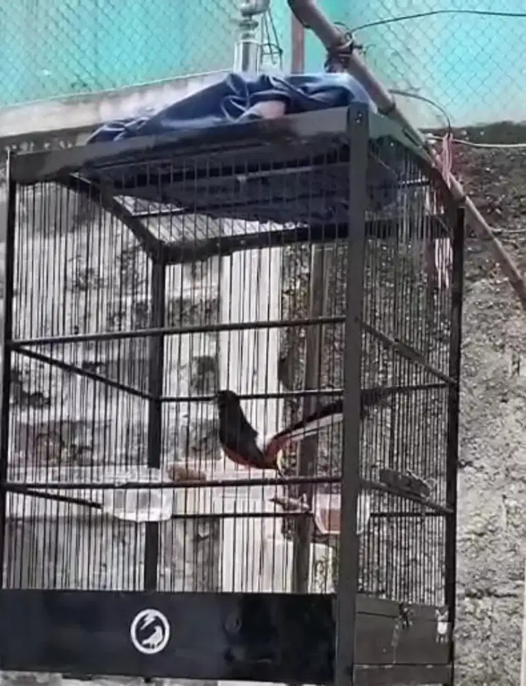 Murai batu harian rajin