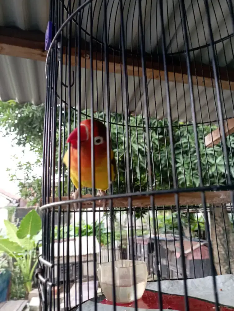 Lovebet ngekek brisik