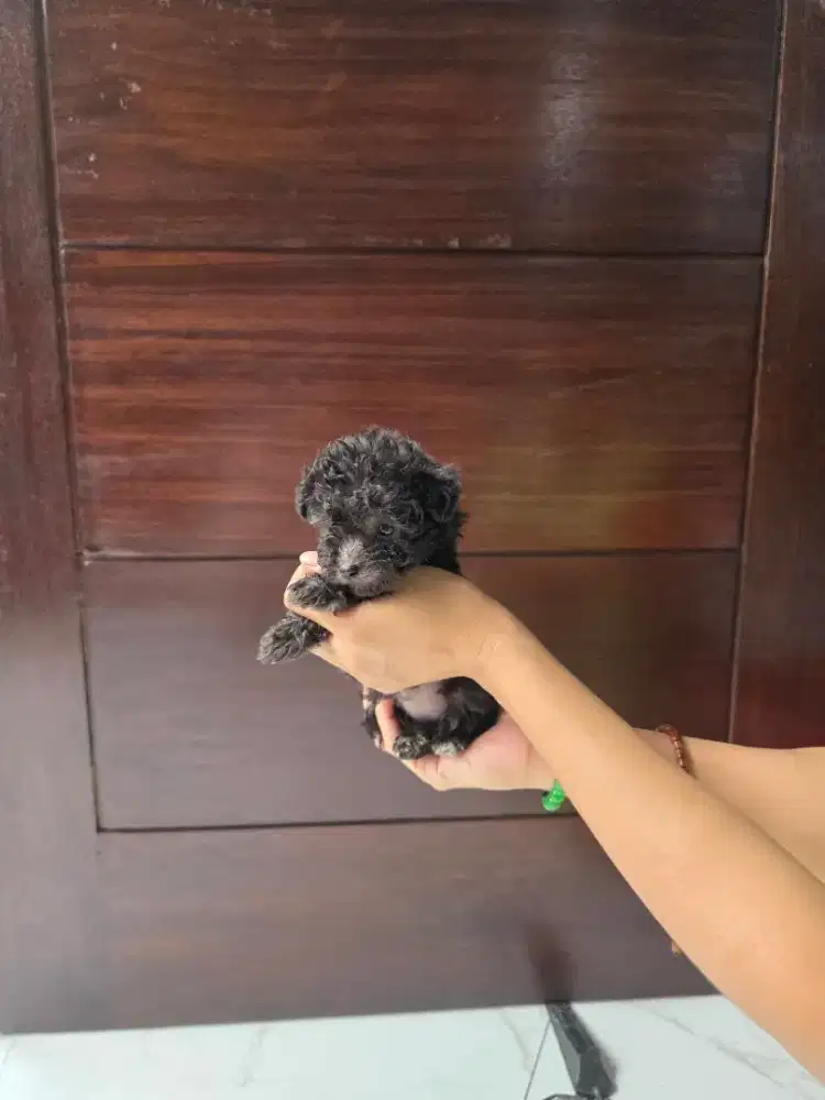 Jual murah 5 ekor poodle anakan kecil