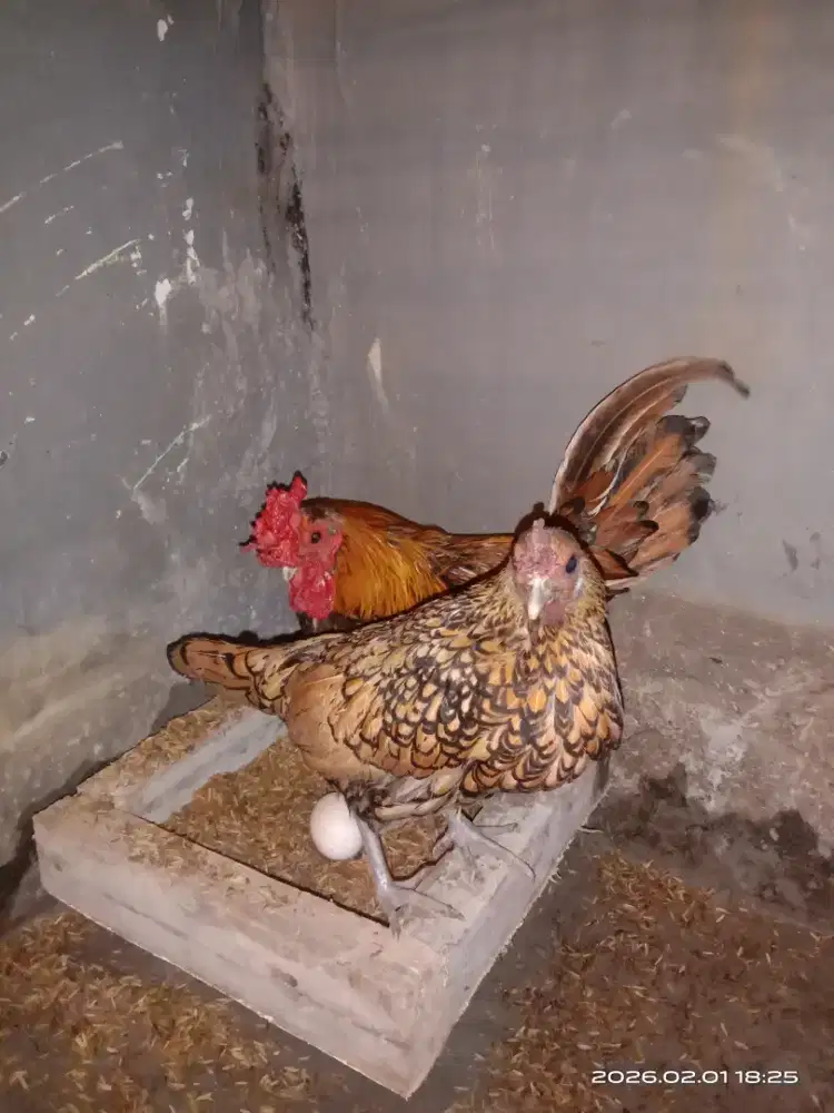 Ayam batik kanada 1 pasang