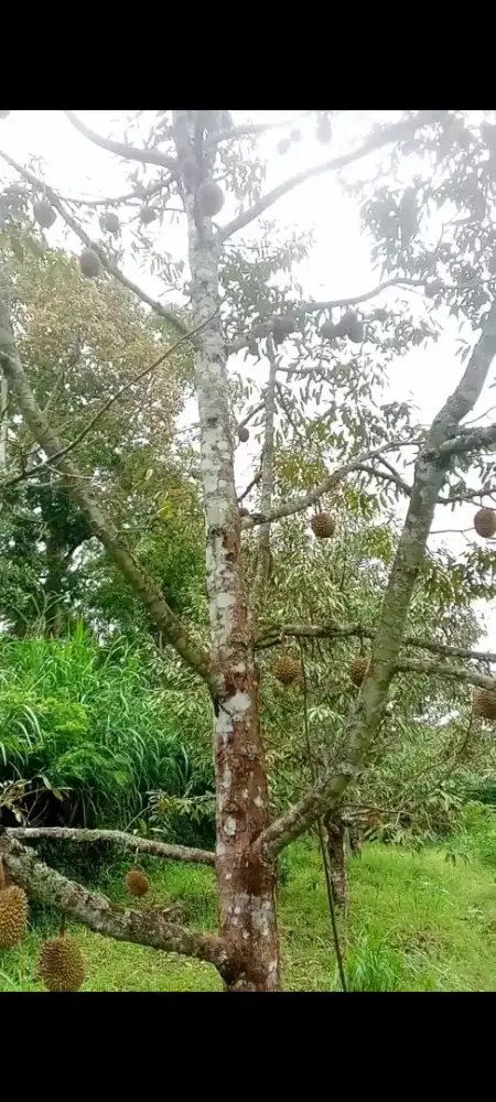 Kebun durian murah