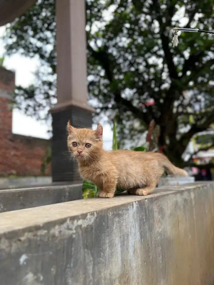 Kucing kitten munchkin kinkalow british shorthair bsh