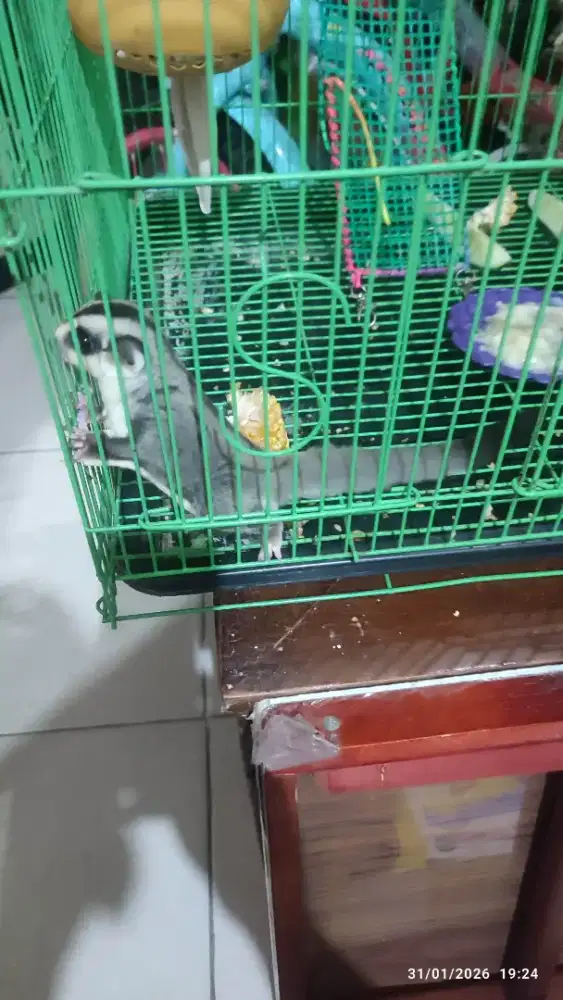 Sugarglider sepasang
