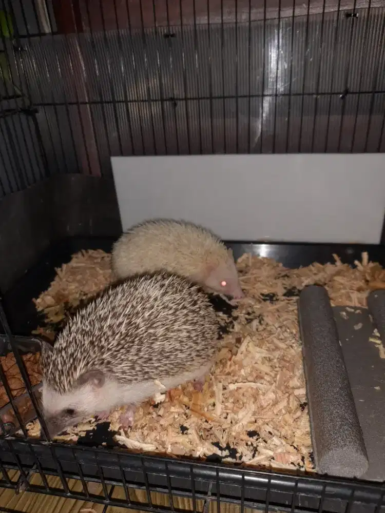 Landak mini sepasang siap breeding