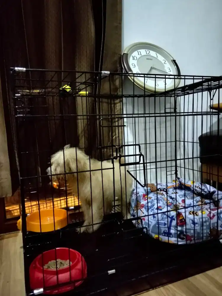 ANJING POODLE FULL PERLENGKAPAN