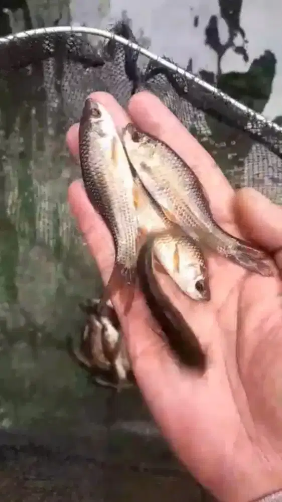 Bibit ikan nilem terapi