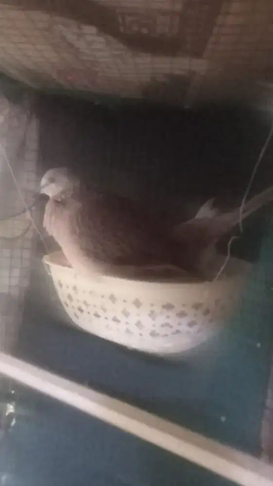 Tekukur sepasang cuhu x tekukur trah kuk 3 x3 tinggal lanjutin nernak