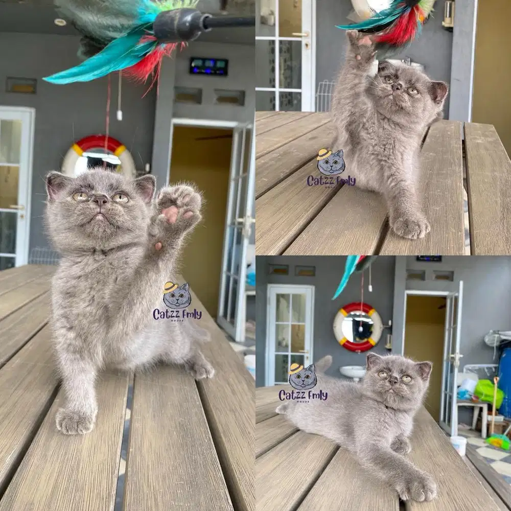 Lepas Adopsi BSH Scottish Blue solid