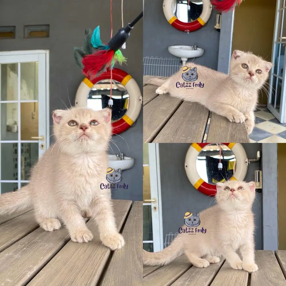 Lepas Adopsi Bsh Scottish