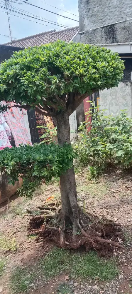 D jual pohon ringin cocok buat bagusin halaman