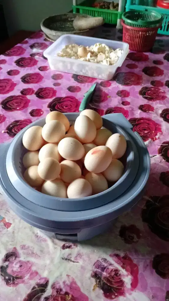 Telur Ayam kampung