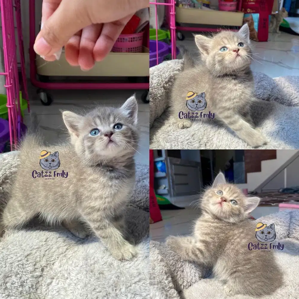 Lepas Adopsi Bsh Blue Tabby