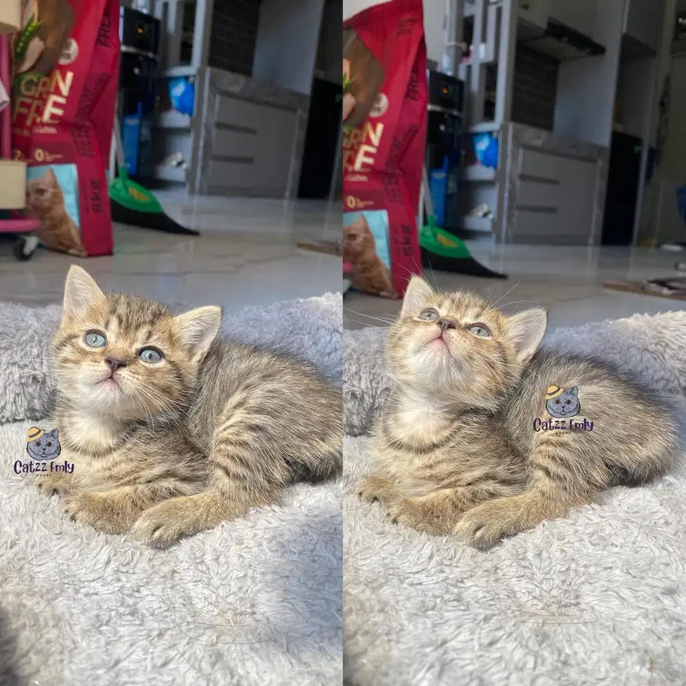 Lepas Adopsi Bsh Golden