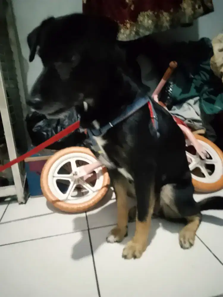 Betina mapan 2x pnya anak dan sangat bagus ngurus anaknya .mulus