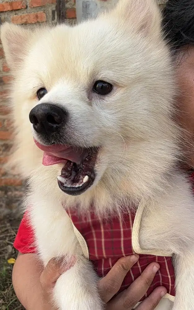 Pomerian mix Samoyed Male