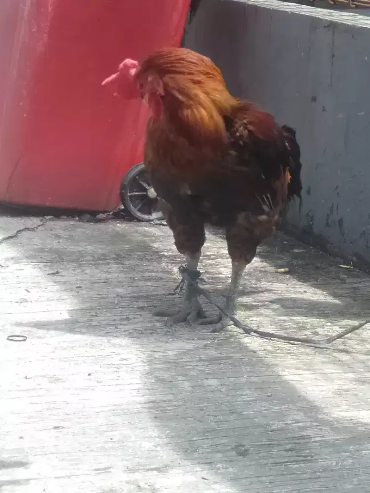 Ayam pelung jhumbho