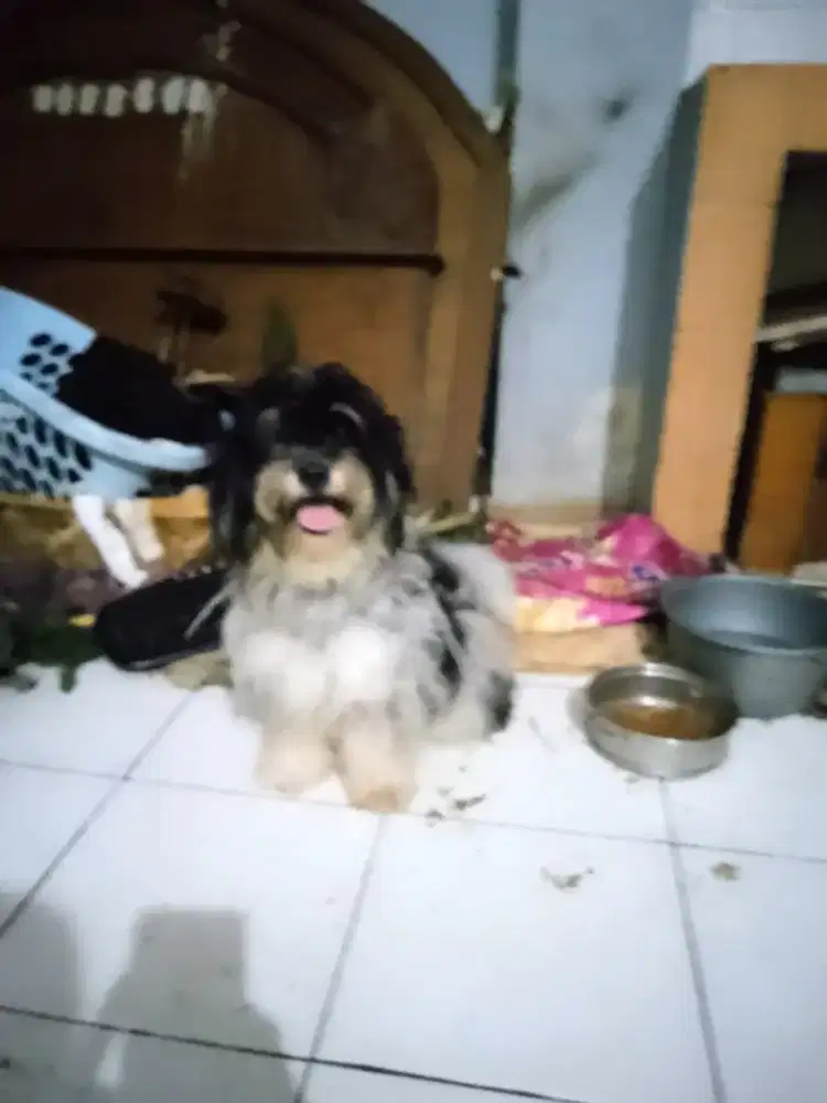 Standard poodle mix Shitzhu jd big. 5bin betina ya mulus  no minus