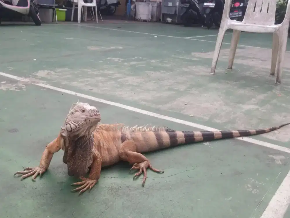 IGUANA JINAK rawatan