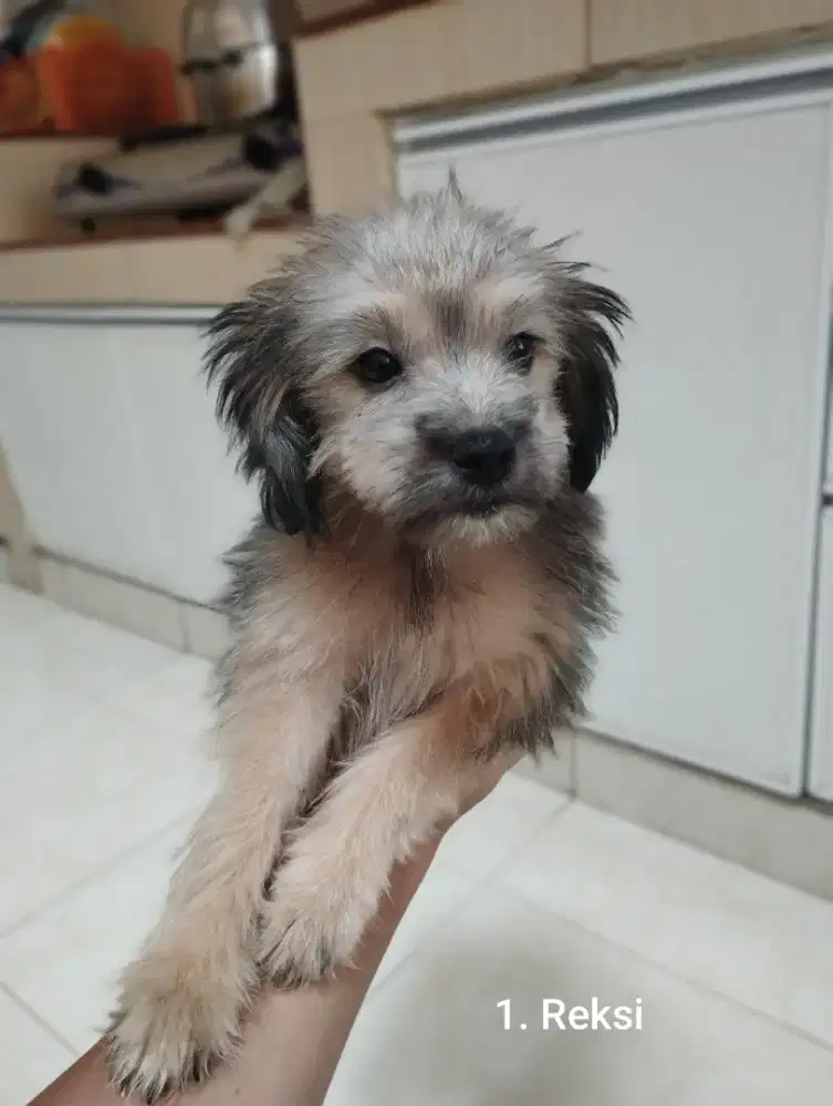 Butuh Majikan Baru! Anjing Mix Murah & Sehat (Shih Tzu dan Pudel)