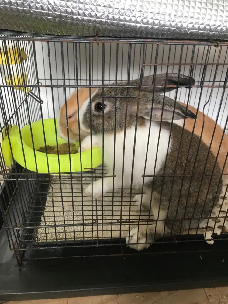 Jual Kelinci dutch 4bulanan