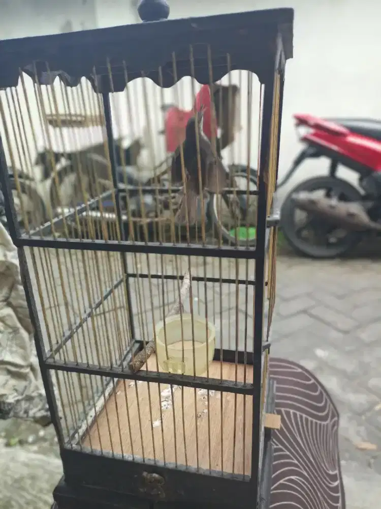 Dijual burung prenjak putih gacor