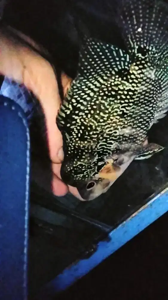 Louhan cencu mutasi golden base