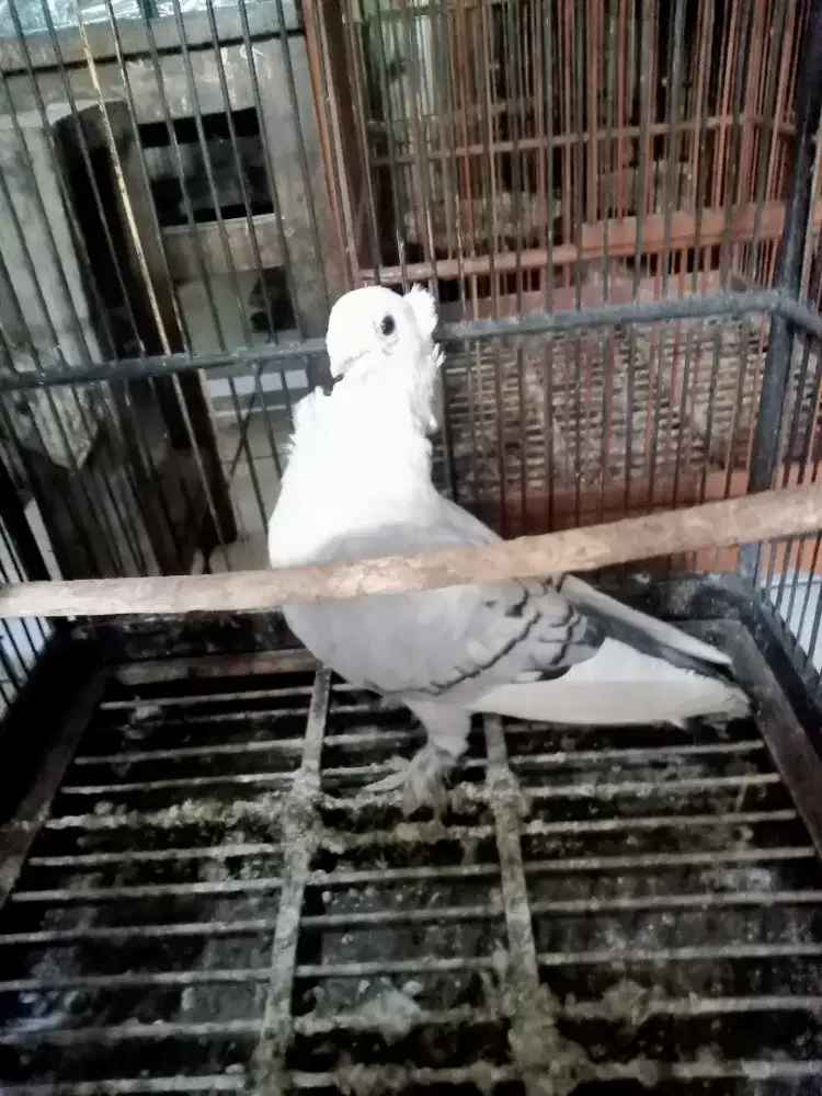 burung merpati Hias  jantan 2 ekor