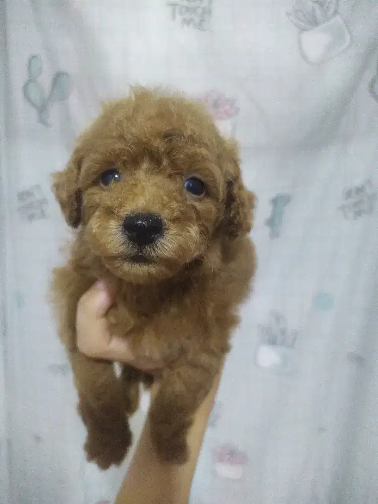 Toy poodle red jantan