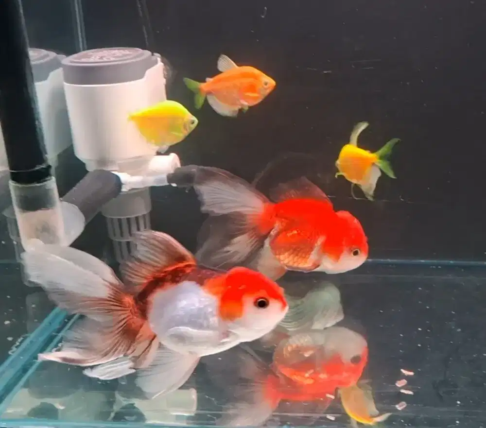 Ikan koki oranda