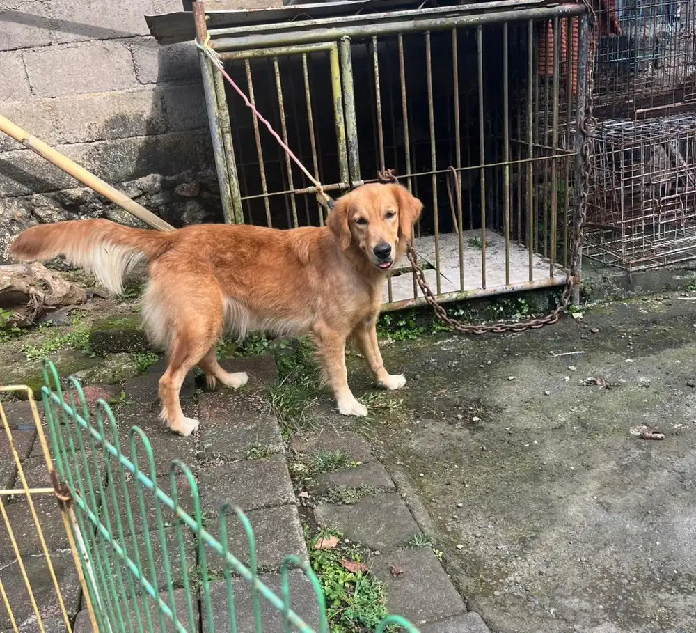 golden betina 12 bulan pintar