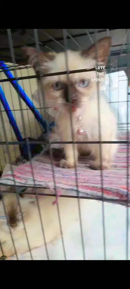 Kucing Ragdoll Jual Murmer ada 3 ekor 4 Juta