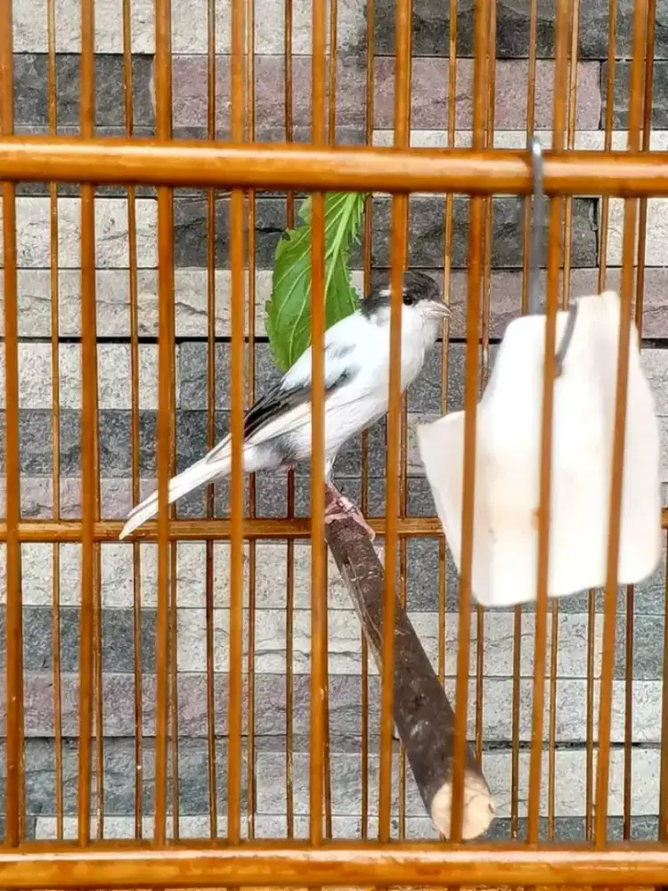 Kenari panda bady enak burung gacor