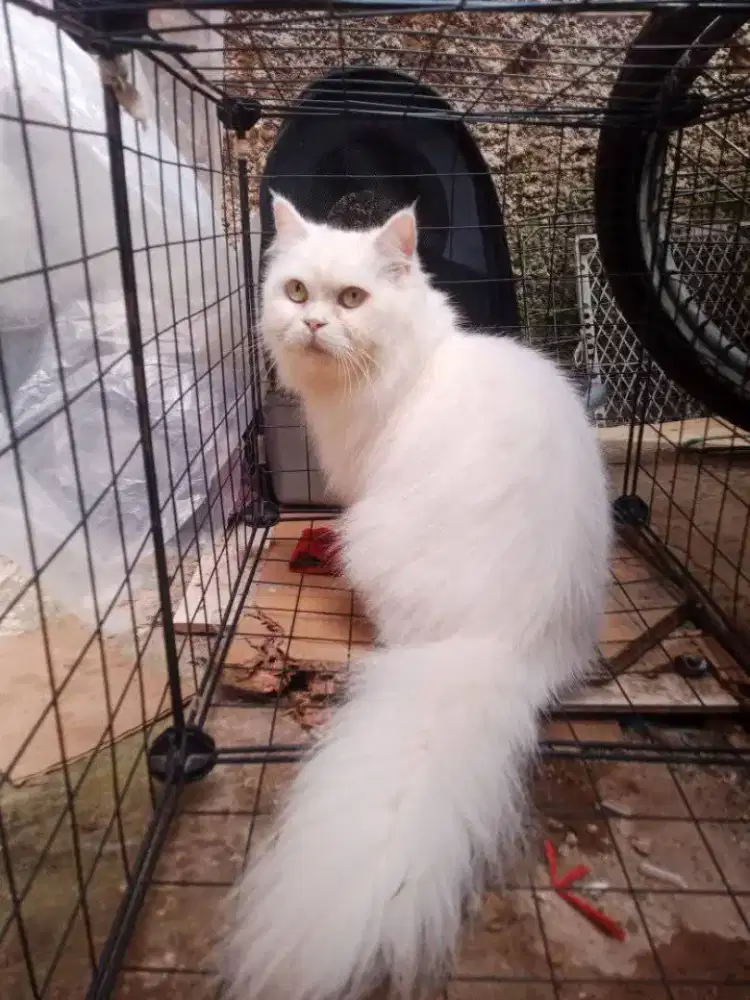 Kucing Persia medium