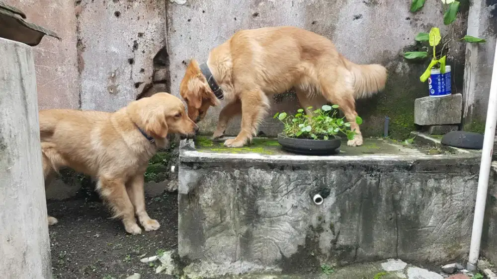 Anjing golden retriver