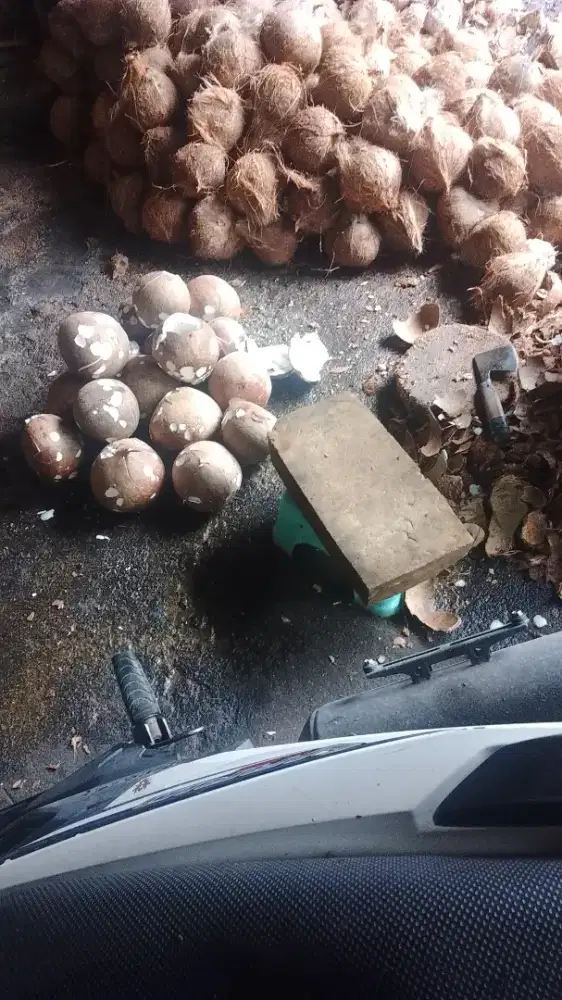 lowongan kerja ngupas kelapa