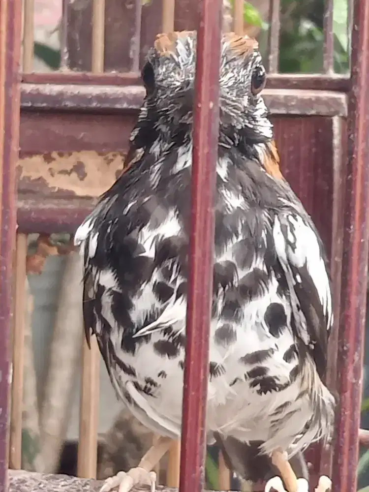 Anis kembang full set kandang ukir