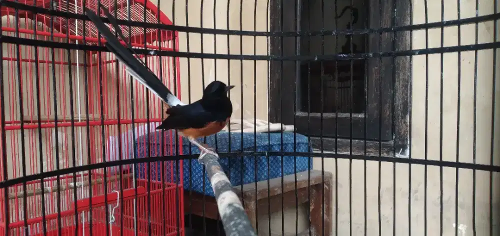 Murai medan MH gacor