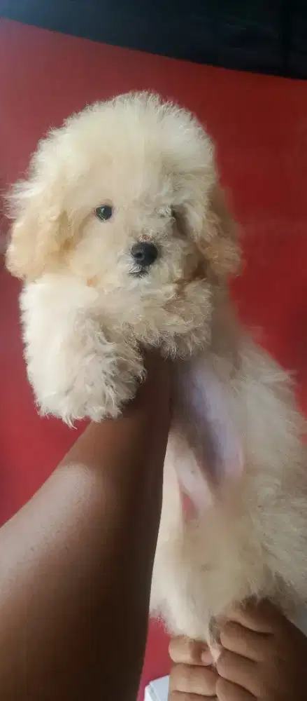 Puppy poodle jantan vaksin ok