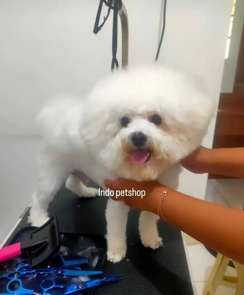 Jasa panggilan mandi kucing dan anjing