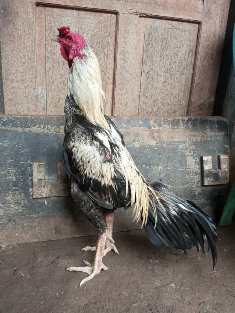 Ayam bangkok x mangon tehnik lock